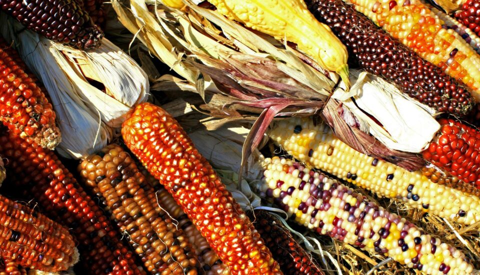 diversity, maize