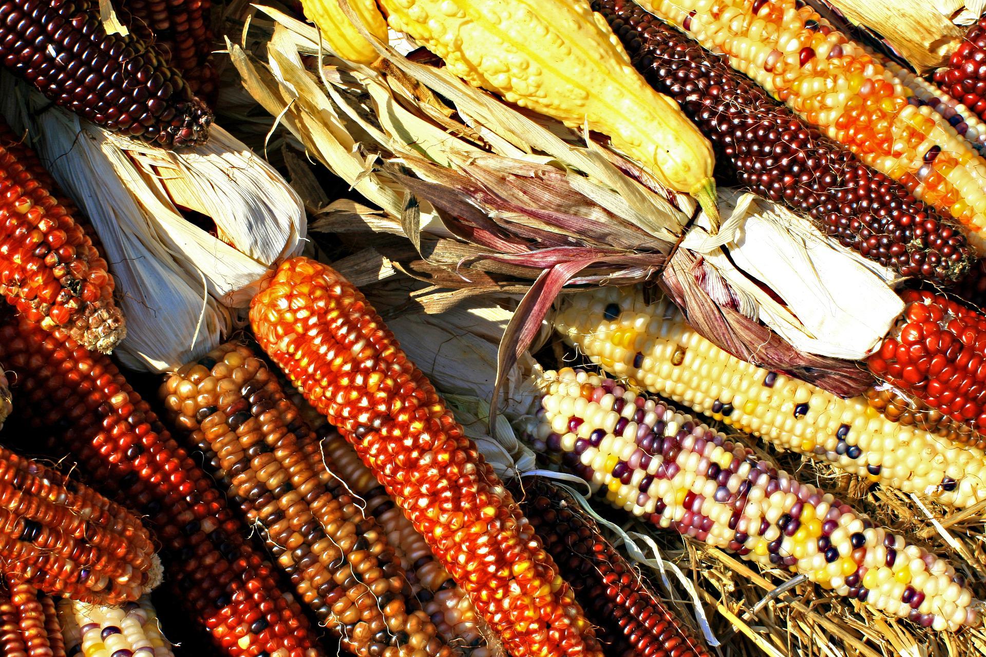 diversity, maize